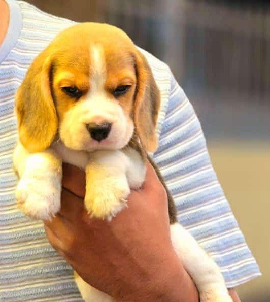 Buy Male Beagle Puppy from Ahmedabad